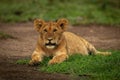 Lion cub lies eyeing camera on grass Royalty Free Stock Photo