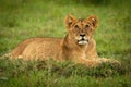 Lion cub lies on grass looking up Royalty Free Stock Photo