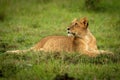 Lion cub lies in grass looking up Royalty Free Stock Photo