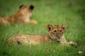 Lion cub lies in grass near another Royalty Free Stock Photo