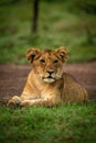 Lion cub lies in grass turning head Royalty Free Stock Photo