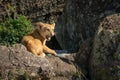 Lion cub lies growling on sunlit rock Royalty Free Stock Photo