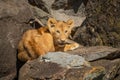 Lion cub lies on rock in sun Royalty Free Stock Photo