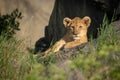 Lion cub lies on rock in sunshine Royalty Free Stock Photo