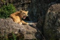 Lion cub lies snarling on sunlit rock Royalty Free Stock Photo