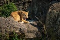 Lion cub lies snarling on sunlit rocks Royalty Free Stock Photo