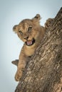 Lion cub lies on trunk opening mouth