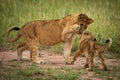 Lion cub lifts paw to slap another