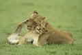 Lion cub and lioness Royalty Free Stock Photo