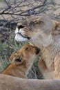 Lion cub and Lioness - Botswana - Africa Royalty Free Stock Photo