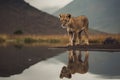 Lion cub looking the reflection of an adult lion in the water on a background of mountains Royalty Free Stock Photo