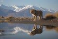 Lion cub looking the reflection of an adult lion in the water on a background of mountains Royalty Free Stock Photo