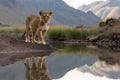 Lion cub looking the reflection of an adult lion in the water on a background of mountains Royalty Free Stock Photo