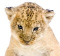 Lion Cub lying down