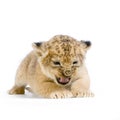 Lion Cub lying down