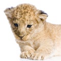 Lion Cub lying down