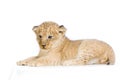 Lion Cub lying down