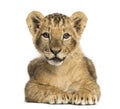 Lion cub lying, looking at the camera, 10 weeks old, isolated