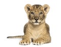 Lion cub lying, looking at the camera, 7 weeks old Royalty Free Stock Photo