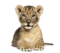 Lion cub lying, looking at the camera, 7 weeks old Royalty Free Stock Photo