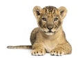 Lion cub lying, looking at the camera, 7 weeks old Royalty Free Stock Photo