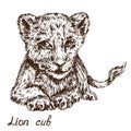 Lion cub lying portrait, hand drawn doodle, sketch Royalty Free Stock Photo