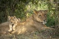 Lion cub lying on it`s mother`s back in Savuti in Botswana