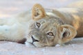 Lion cub lying in sand road Royalty Free Stock Photo