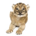 Lion cub lying, smiling, 16 days old, isolated