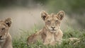 A Lion Cub of the Manyeleti