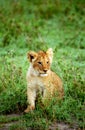 Lion cub, Masaai Mara Game Reserve, Kenya