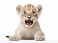 Ai Generated illustration Wildlife Concept of Lion Cub (3 months) Royalty Free Stock Photo