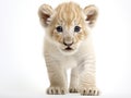 Ai Generated illustration Wildlife Concept of Lion Cub (3 months) Royalty Free Stock Photo