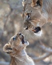 A lion cub and mother lioness in the wild Royalty Free Stock Photo