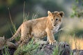 Lion cub, National park of Kenya, Africa Royalty Free Stock Photo