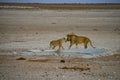 Lion and a cub near the pond Nambia