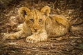 Lion cub Panthera Leo Leo lying in the shade, Madikwe Game Reserve, South Africa.