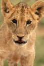 Lion Cub (panthera leo), South Africa Royalty Free Stock Photo