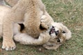 Lion Cub Play Royalty Free Stock Photo