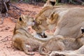 Lion cub play with mother on sand Royalty Free Stock Photo