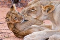 Lion cub play with mother on sand Royalty Free Stock Photo