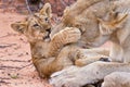 Lion cub play with mother on sand Royalty Free Stock Photo