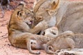Lion cub play with mother on sand Royalty Free Stock Photo