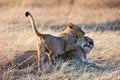 Lion cub played with mom in the morning sun beams