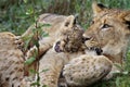 Lion cub playing with brother, Lake Nakuru