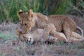 Lion cub playing Royalty Free Stock Photo