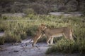 Lion cub playing with lioness on banks of Lake Masek, Serengeti, Tanzania Royalty Free Stock Photo