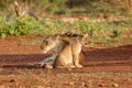 Lion cub playing with mum Royalty Free Stock Photo