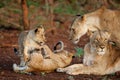 Lion cub playing with mum Royalty Free Stock Photo