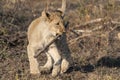 Lion cub playing with stick Royalty Free Stock Photo